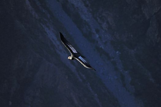 Male adult condor flying in canyon