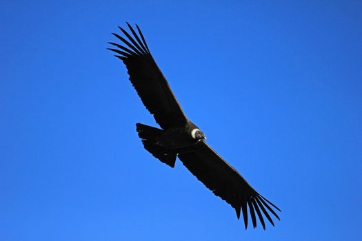Female andean condor flying close