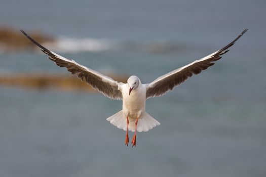 Grey Headed Seagull with wings outstreched