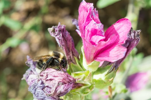 Honeybee on Shrivelled Flower