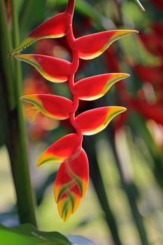 Hanging lobster claw, heliconia rostrata, Mexico