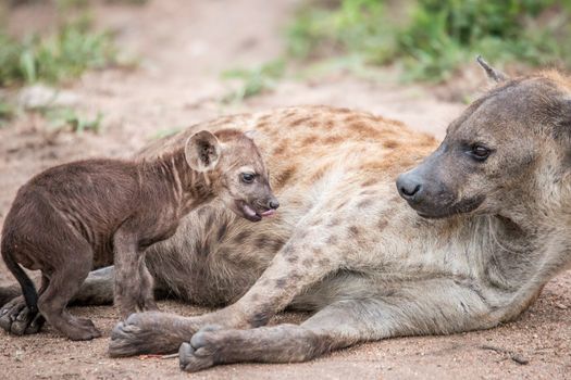 Baby Spotted hyena with his mother.