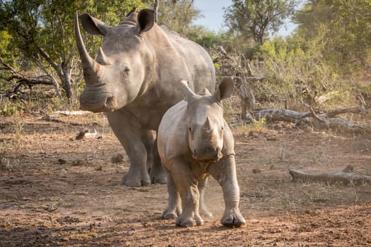 Baby White rhino with his mother.