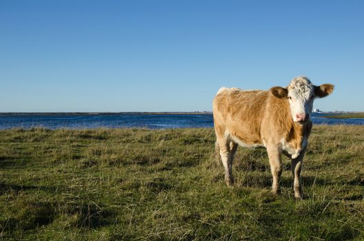 Cow in a coastal pastureland