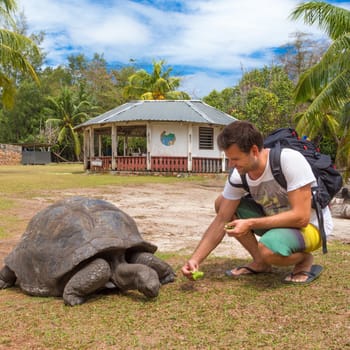 Male tourist feeding and admiring big old Aldabra giant tortoises, Aldabrachelys gigantea, in National Marine Park on Curieuse island, close to Praslin on Seychelles.
