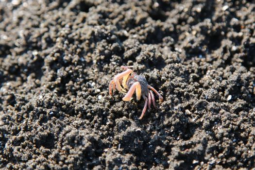 Small red crabs on beach