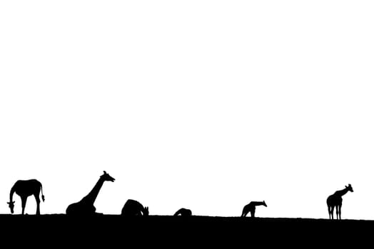 giraffes on the horizon in silhouette