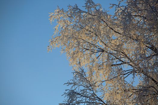 Hoarfrost on trees