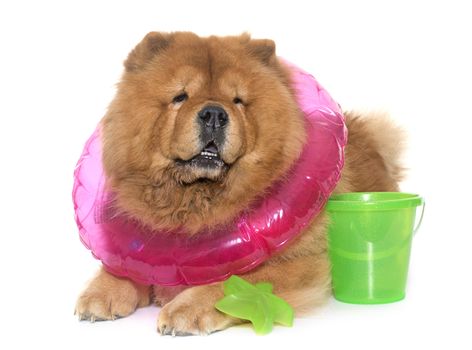 chow chow dog in summer