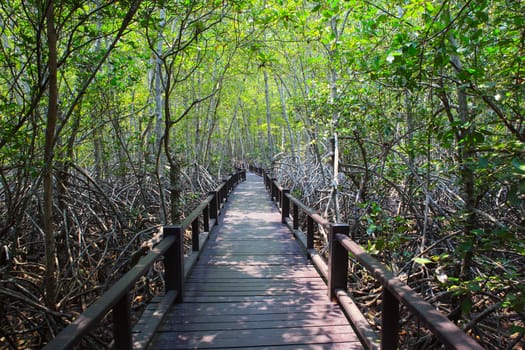 beautiful land scape of wood way bridge in natural mangrove fore