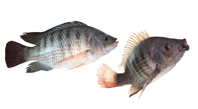 two kind of nile fish isolated white background 