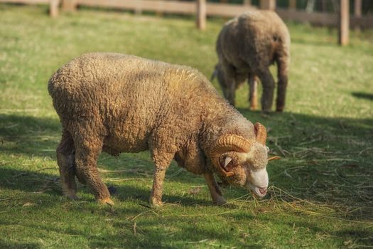 full body of male merino sheep feeding green grass in ranch live