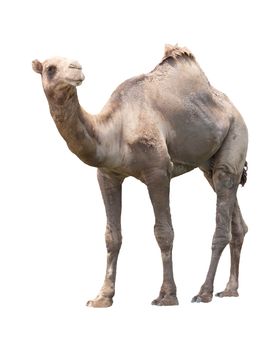 camel isolated white