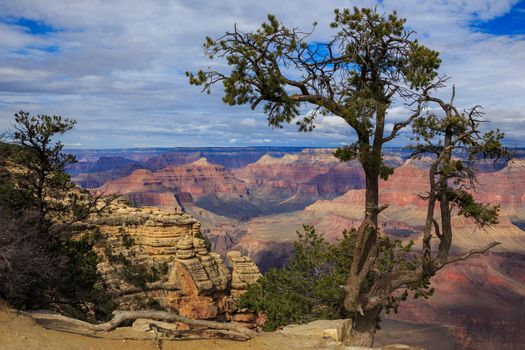 Impressive tree on South Rim of Grand Canyon, Arizona, United St
