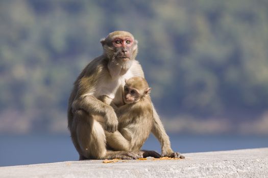 wild Rhesus macaque monkey and young baby looking to monkey moth
