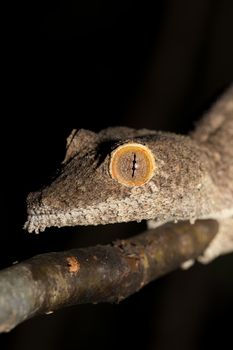 Giant leaf-tailed gecko, Uroplatus fimbriatus