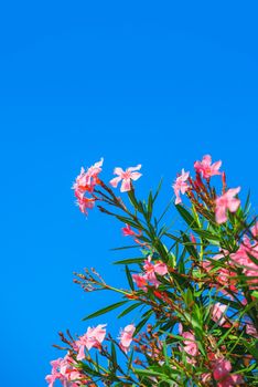 Beautiful pink nerium oleander flowers against blue sky on bright summer day