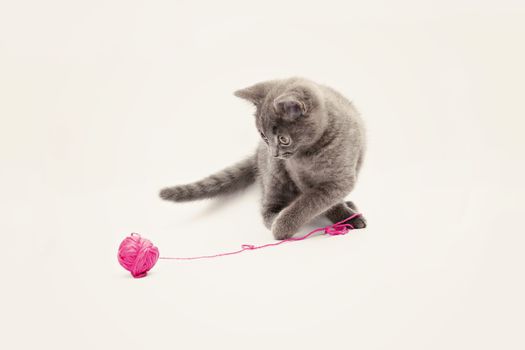 Gray kitten playing with pink clew isolated