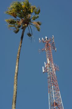 Palmtree and comunication antenna