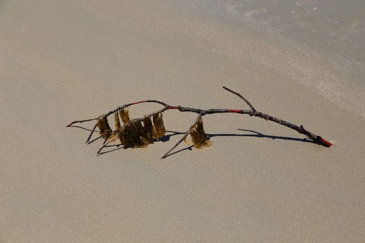 lonely wood stick with dry sea weed on beach