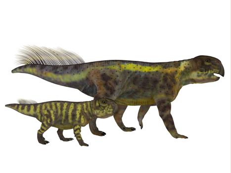 Psittacosaurus Dinosaur with Juvenile
