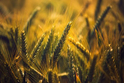Barley crops field detail