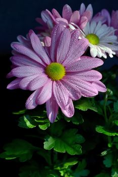 Violet Pink Osteosperumum Flower Daisy