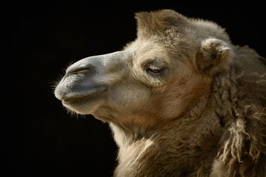Portrait of Camel