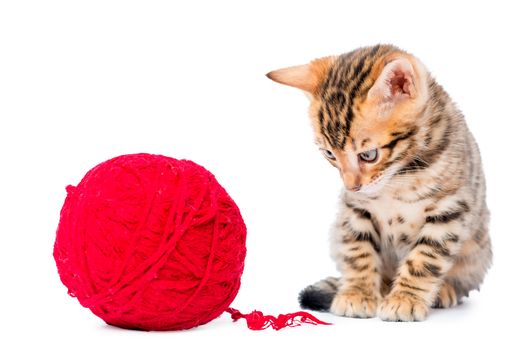 Bengal little kitten playing with red clew isolated on a white b