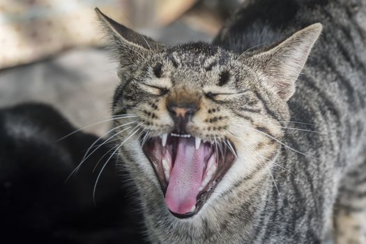 Cat meowing, mouth open