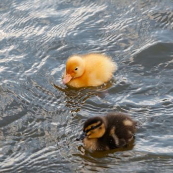 Two baby ducks duckling swimming in the water square