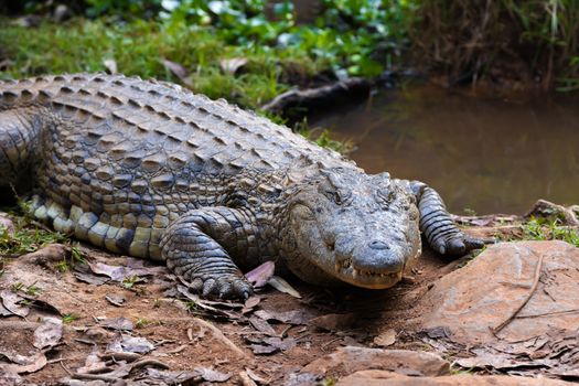 Madagascar Crocodile, Crocodylus niloticus