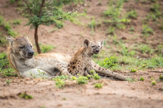 Resting Spotted hyena in the Kruger National Park, South Africa.