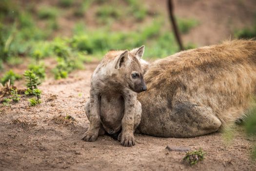 Starring baby Spotted hyena in the Kruger National Park, South A