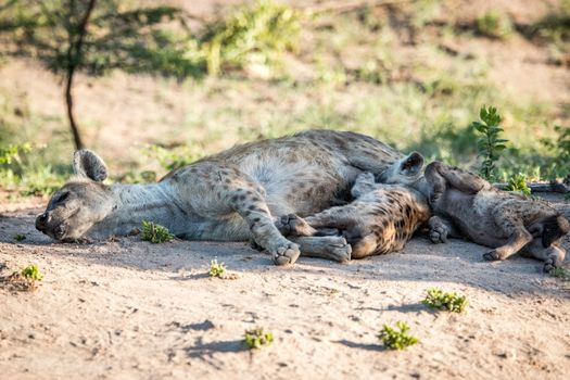 Bonding Spotted hyena in the Kruger National Park, South Africa.