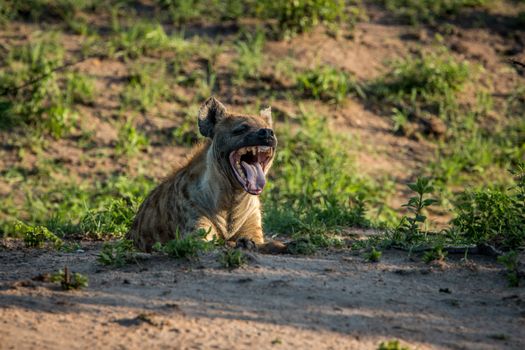 Spotted hyena yawning.