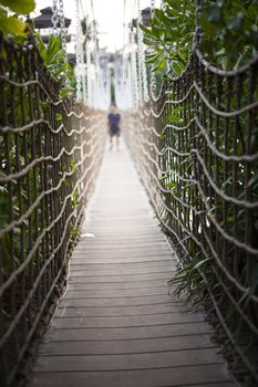 Bridge to the jungle