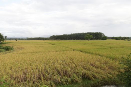 Rice field in Trang Thailand