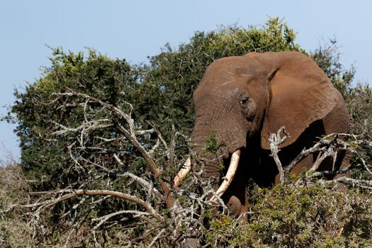 Bush Elephant with his tusks in the branches