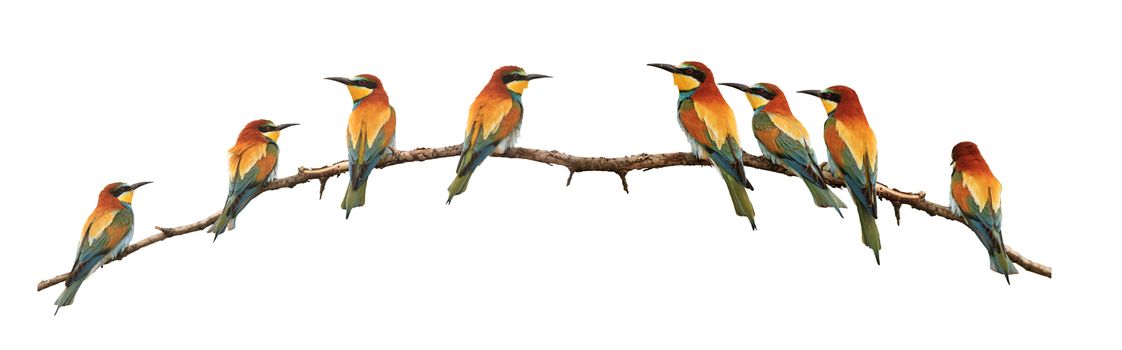 set of bee-eaters sitting on a branch isolated on white,birds of paradise, bee-eaters, rainbow colors, a group of birds. flock