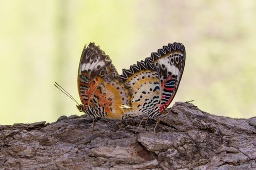 Image of two butterflies on nature background. Insect Animals.
