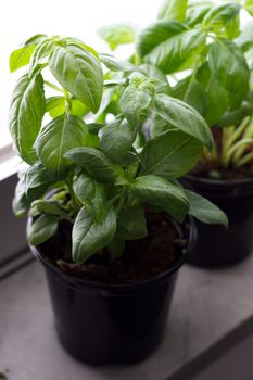 Basil in a small pot