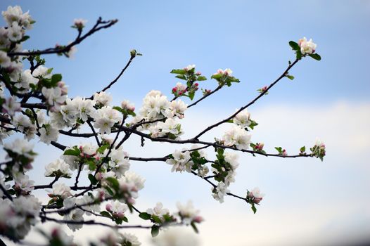 Apple blossom on blue sky background