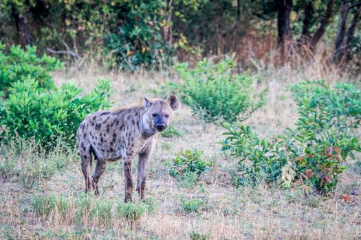 Spotted hyena in the grass.