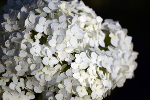 White flower close-up