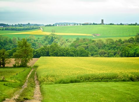 Belgium Rustic Landscape with Countryside Road on Green Grass and Yellow Flowers Field and Spotted Cows in Cloudy Day Outdoors 