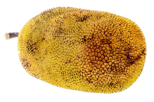 a jackfruit tropical fruit on  a white background

