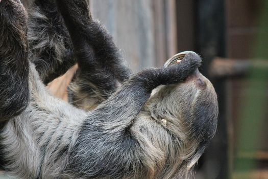 sloth long clawed eating (Choloepus hoffmanni)