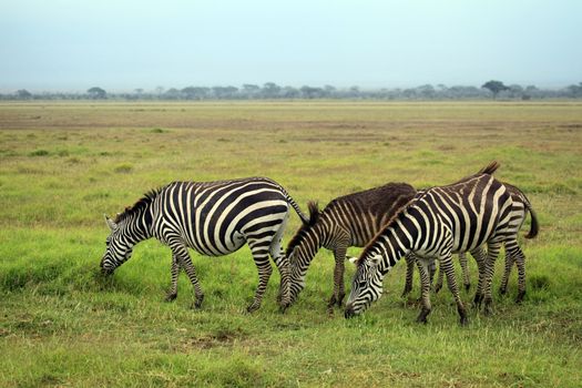 Zebras herd on savanna