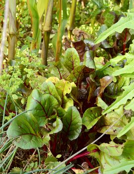 Beetroot growing surrounded by salad leaves